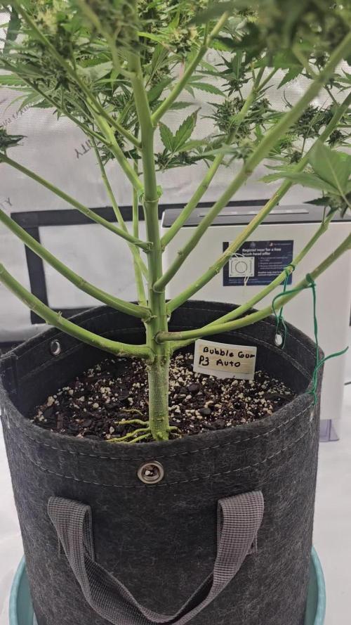 plant 3