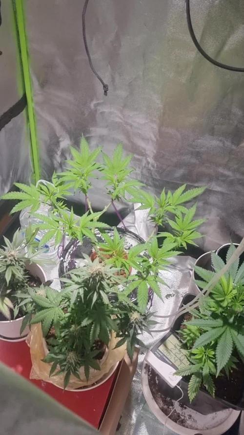 Secret File DWC
