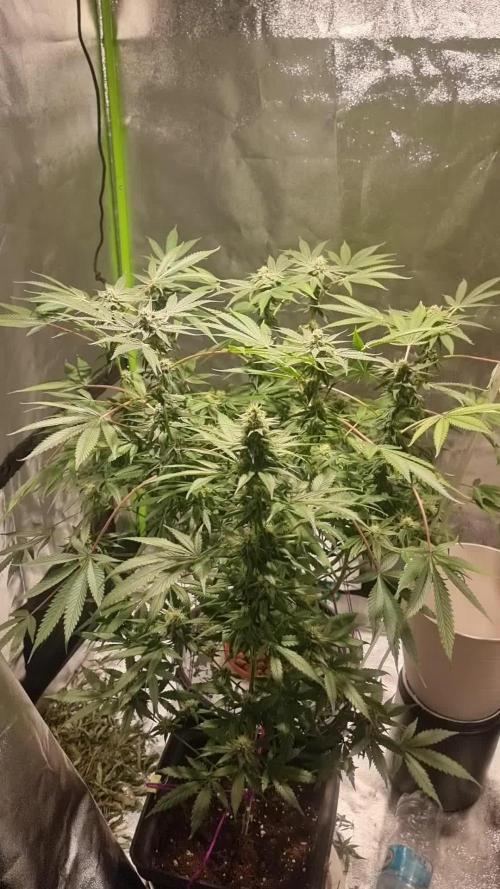 Secret File DWC