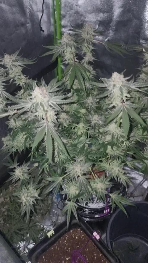 Secret File DWC