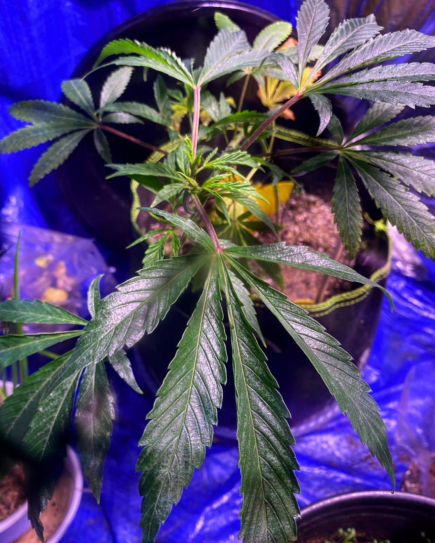 Dosidos, The Real Seed Company Kumaoni grow diary (journal) week7 by