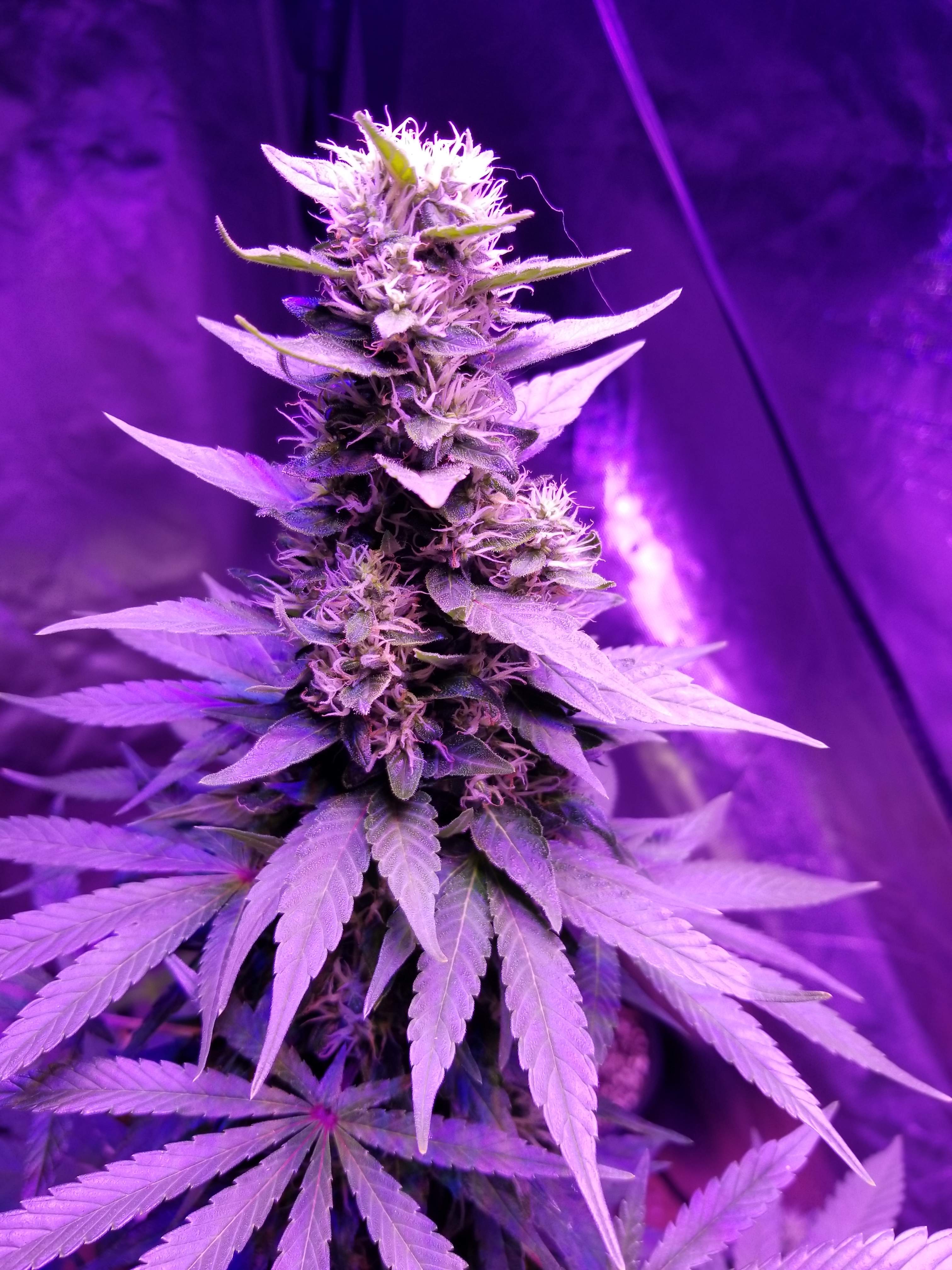 Tangerine Dream grow diary (journal) week8 by MrSnail GrowDiaries