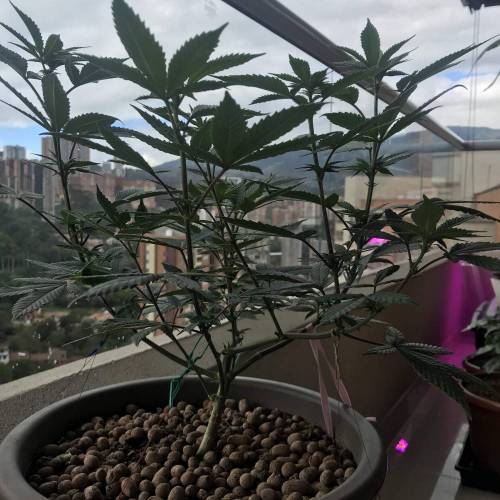 Maggie. Week 2