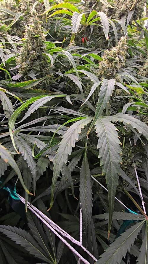 Shiskaberry kush clones