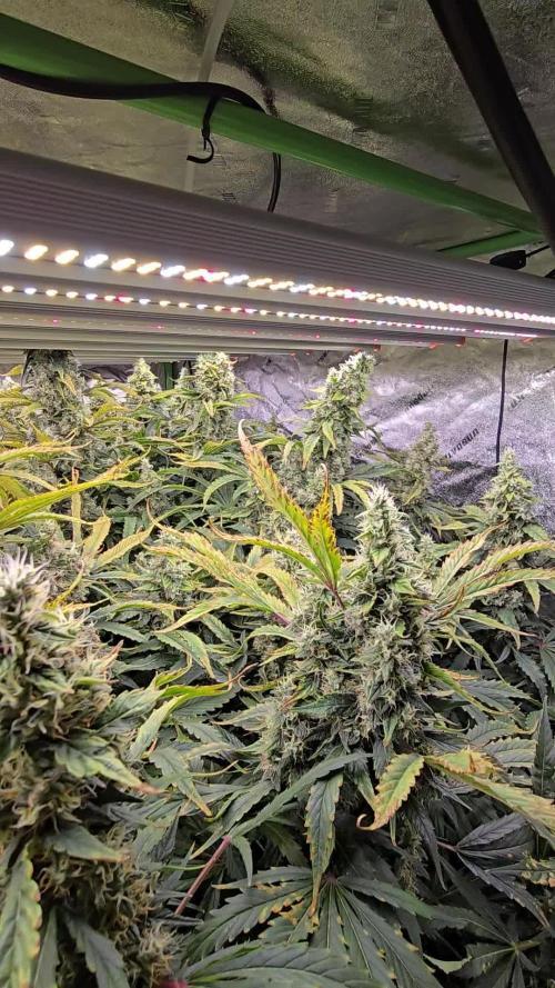 Shiskaberry kush clones