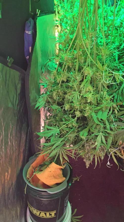 Shiskaberry kush clones