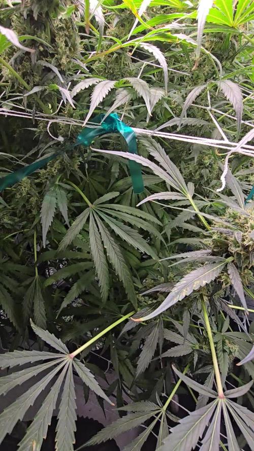 Shiskaberry kush clones