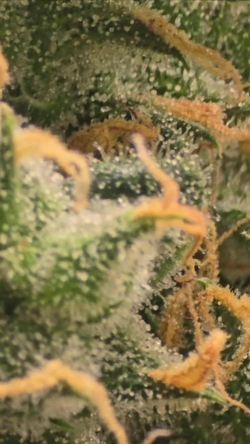 Shiskaberry kush clones
