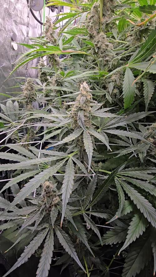Rainbow Glue rdwc c02