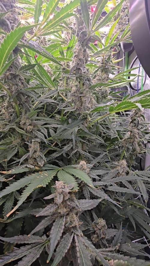 Rainbow Glue rdwc c02