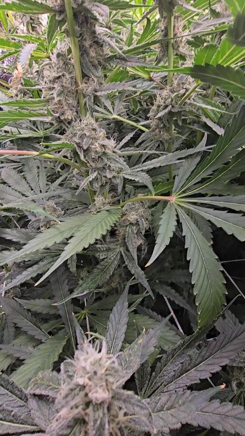 Rainbow Glue rdwc c02