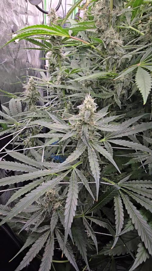 Rainbow Glue rdwc c02