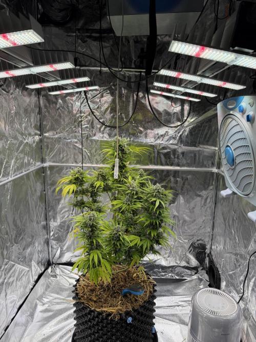 2end Outdoorgrow 25 with used Soil. Week 13