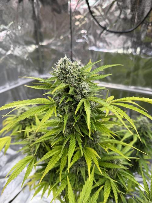 2end Outdoorgrow 25 with used Soil. Week 13