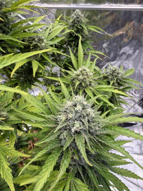 2end Outdoorgrow 25 with used Soil. Week 13