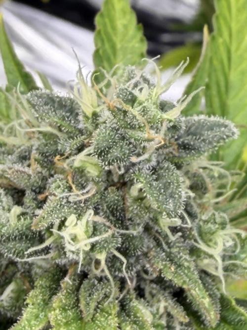 2end Outdoorgrow 25 with used Soil. Week 13