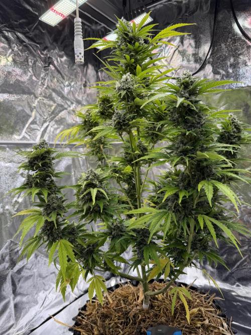 2end Outdoorgrow 25 with used Soil. Week 13