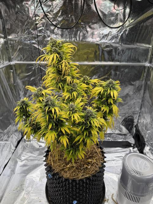 2end Outdoorgrow 25 with used Soil. Week 14