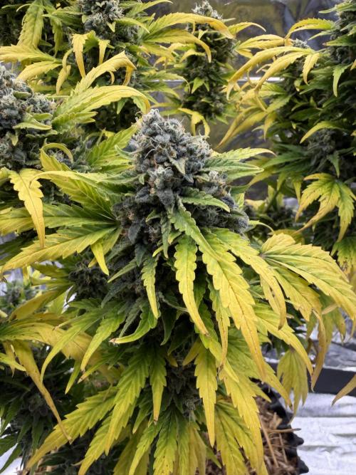 2end Outdoorgrow 25 with used Soil. Week 14