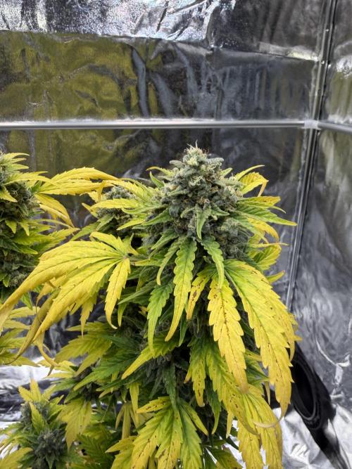 2end Outdoorgrow 25 with used Soil. Week 14