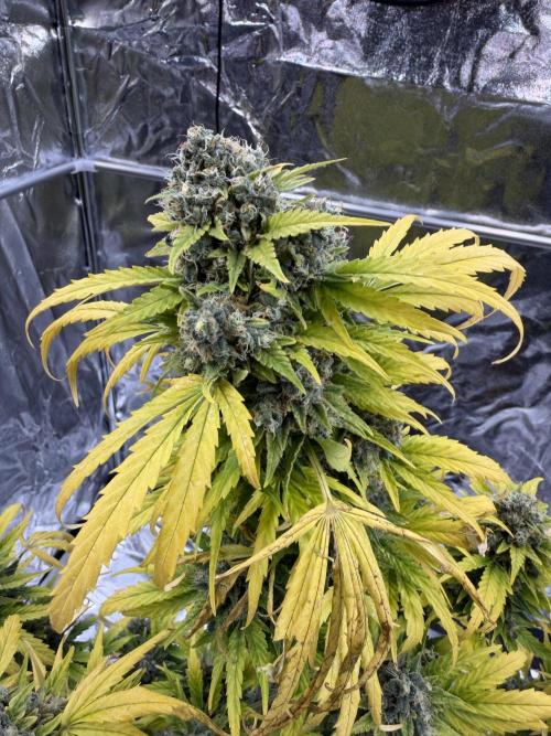 2end Outdoorgrow 25 with used Soil. Week 14