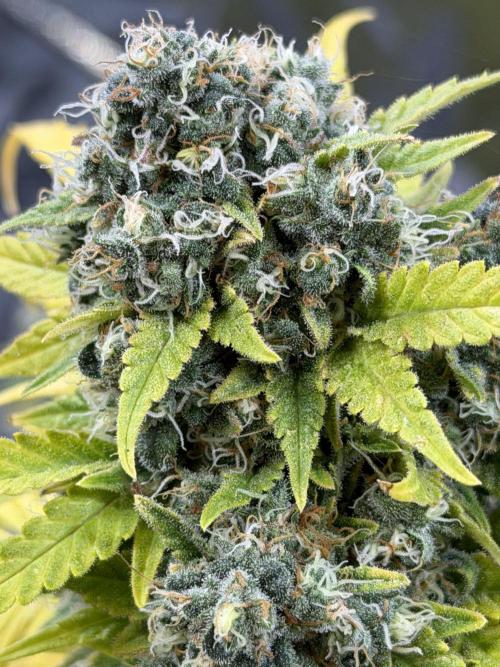 2end Outdoorgrow 25 with used Soil. Week 14