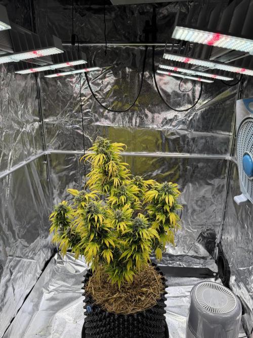 2end Outdoorgrow 25 with used Soil. Week 14