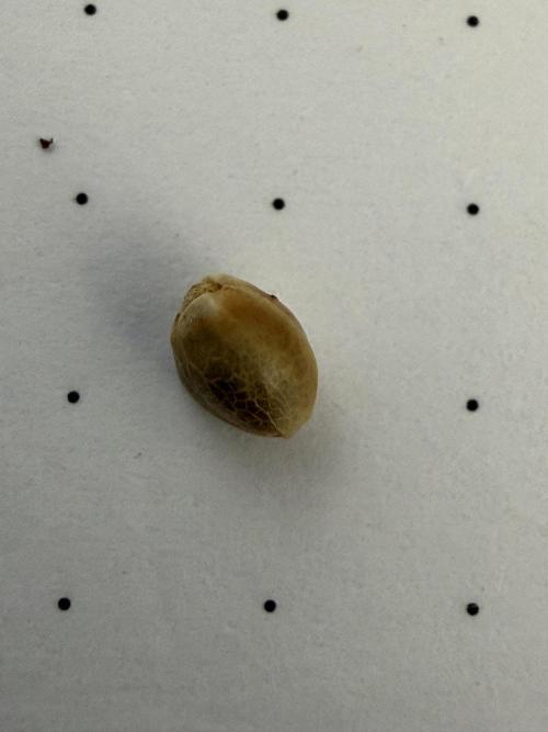 FB Purple Haze/Gorilla Skittlez Coco. Week 0