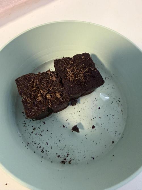 FB Purple Haze/Gorilla Skittlez Coco. Week 0