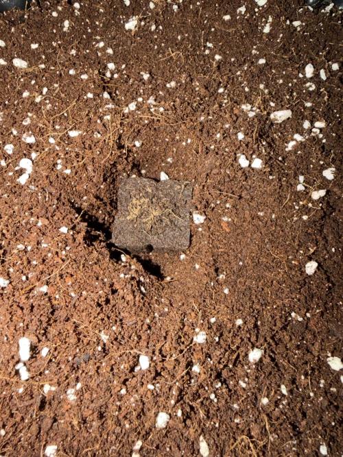 FB Purple Haze/Gorilla Skittlez Coco. Week 0