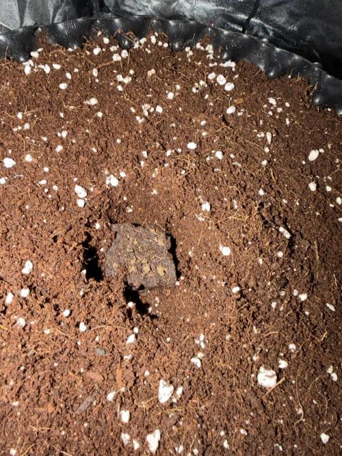 FB Purple Haze/Gorilla Skittlez Coco. Week 0