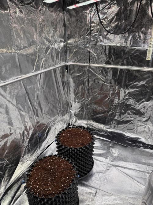 FB Purple Haze/Gorilla Skittlez Coco. Week 0