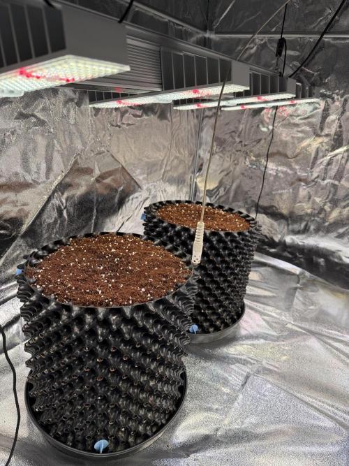 FB Purple Haze/Gorilla Skittlez Coco. Week 0