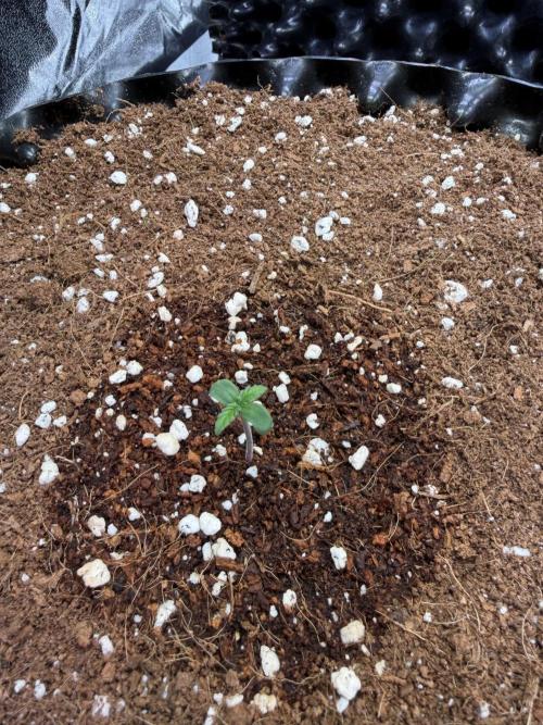 FB Purple Haze/Gorilla Skittlez Coco. Week 0