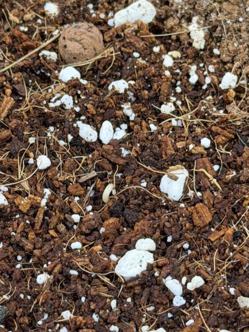 FB Purple Haze/Gorilla Skittlez Coco. Week 0