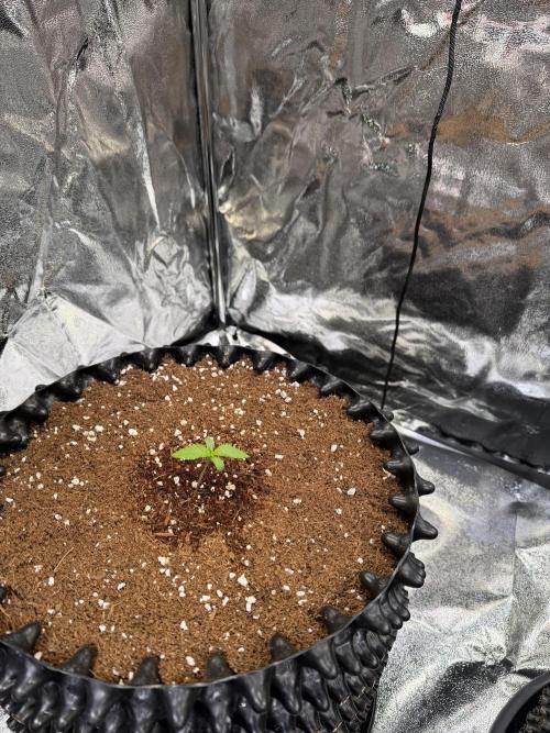 FB Purple Haze/Gorilla Skittlez Coco. Week 0