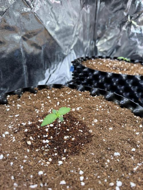 FB Purple Haze/Gorilla Skittlez Coco. Week 0