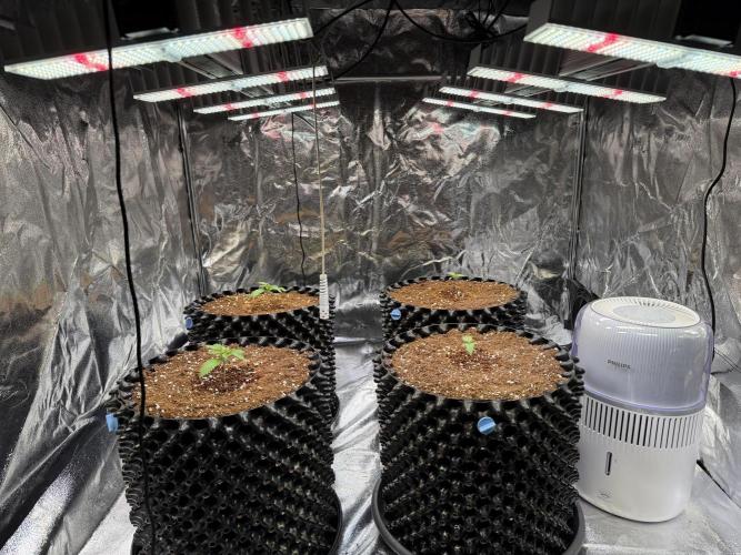 FB Purple Haze/Gorilla Skittlez Coco. Week 1