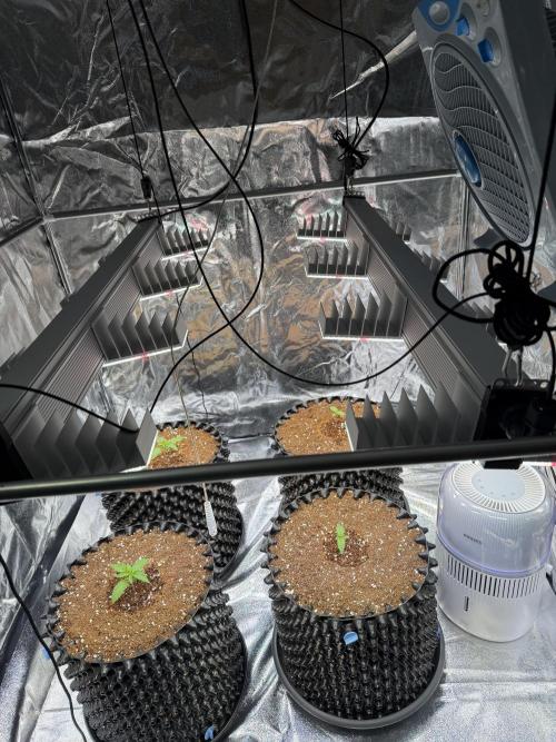 FB Purple Haze/Gorilla Skittlez Coco. Week 1