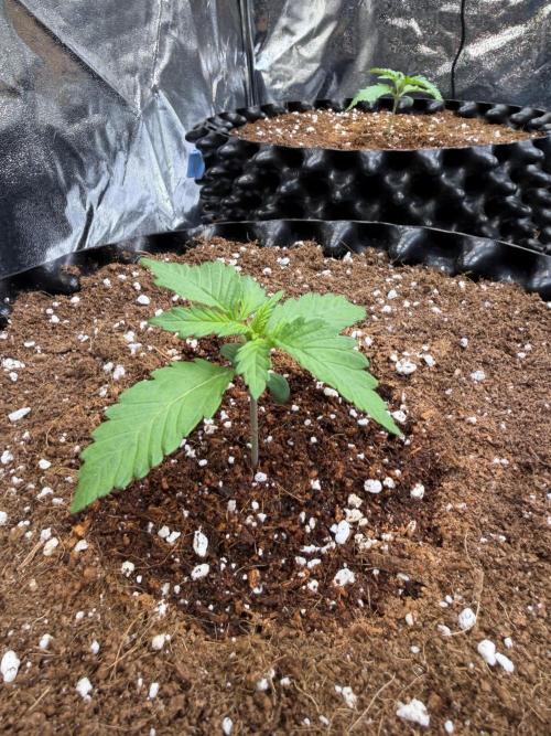 FB Purple Haze/Gorilla Skittlez Coco. Week 1