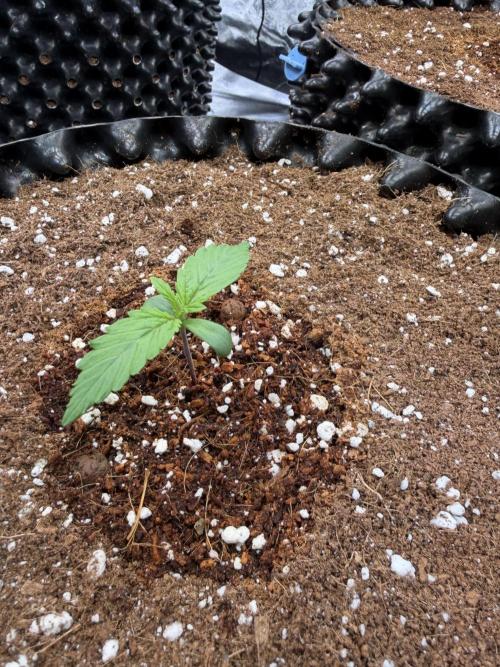 FB Purple Haze/Gorilla Skittlez Coco. Week 1