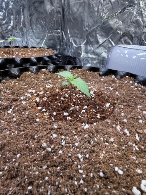 FB Purple Haze/Gorilla Skittlez Coco. Week 1