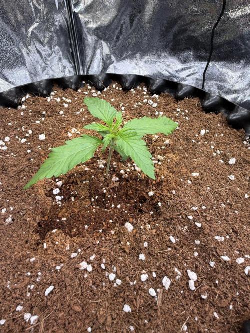 FB Purple Haze/Gorilla Skittlez Coco. Week 1