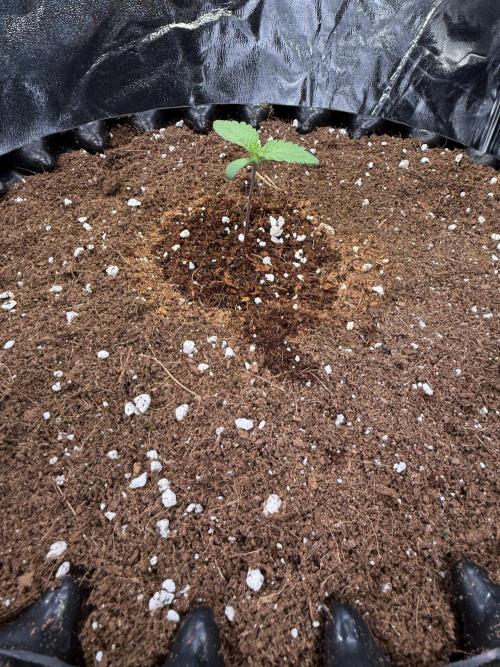 FB Purple Haze/Gorilla Skittlez Coco. Week 1