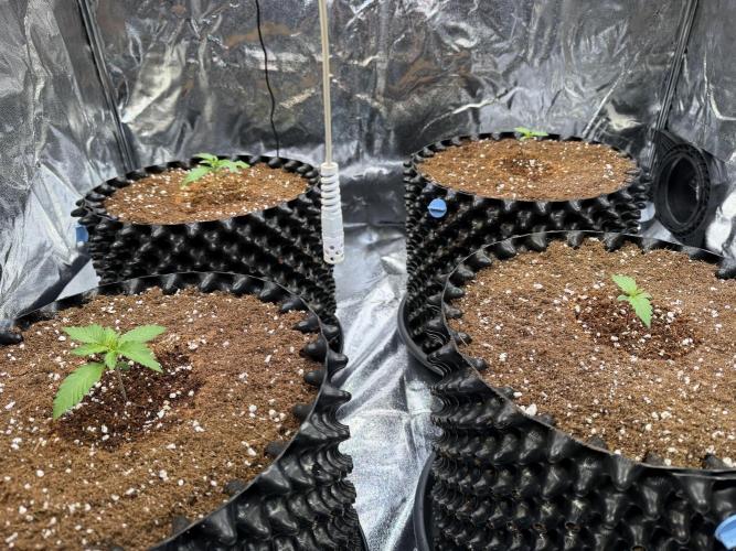 FB Purple Haze/Gorilla Skittlez Coco. Week 1