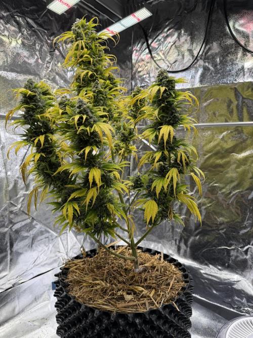 2end Outdoorgrow 25 with used Soil. Week 15