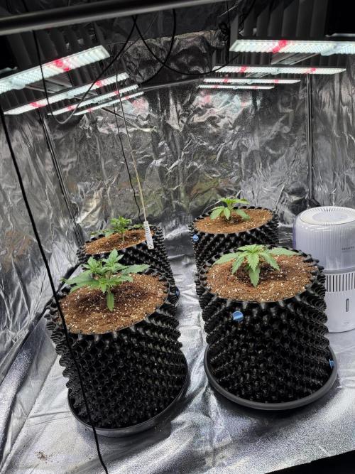 FB Purple Haze/Gorilla Skittlez Coco. Week 2