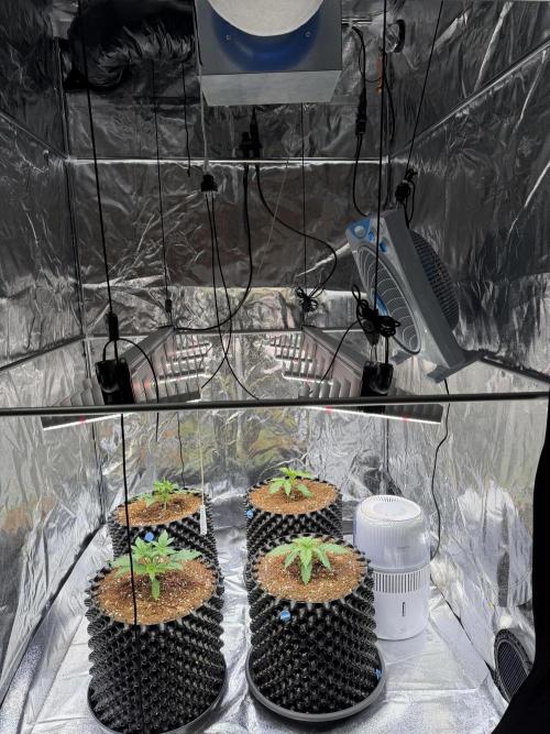 FB Purple Haze/Gorilla Skittlez Coco. Week 2