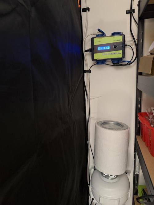 FB Purple Haze/Gorilla Skittlez Coco. Week 2