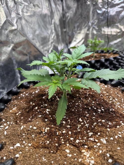 FB Purple Haze/Gorilla Skittlez Coco. Week 2